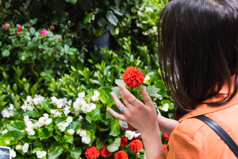 Fleurs pour massif plein soleil : quelles variétés choisir et comment les entretenir